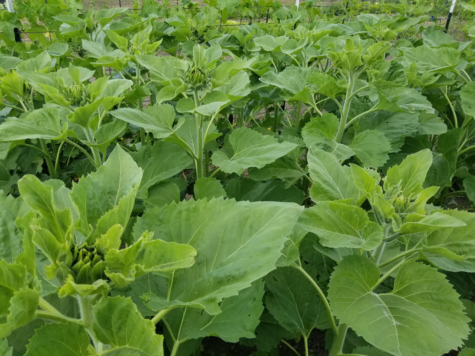 Homestead Oilseed Sunflowers