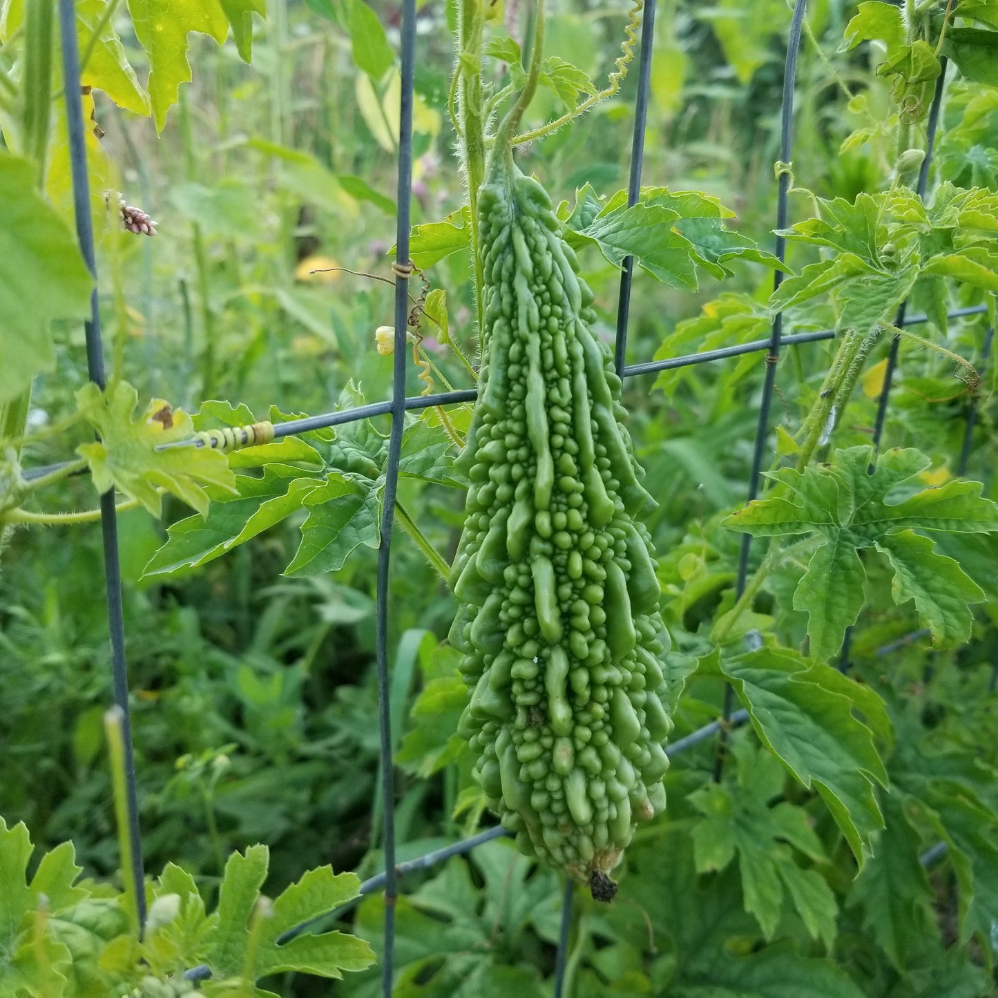 Bitter Melon (young fruit)