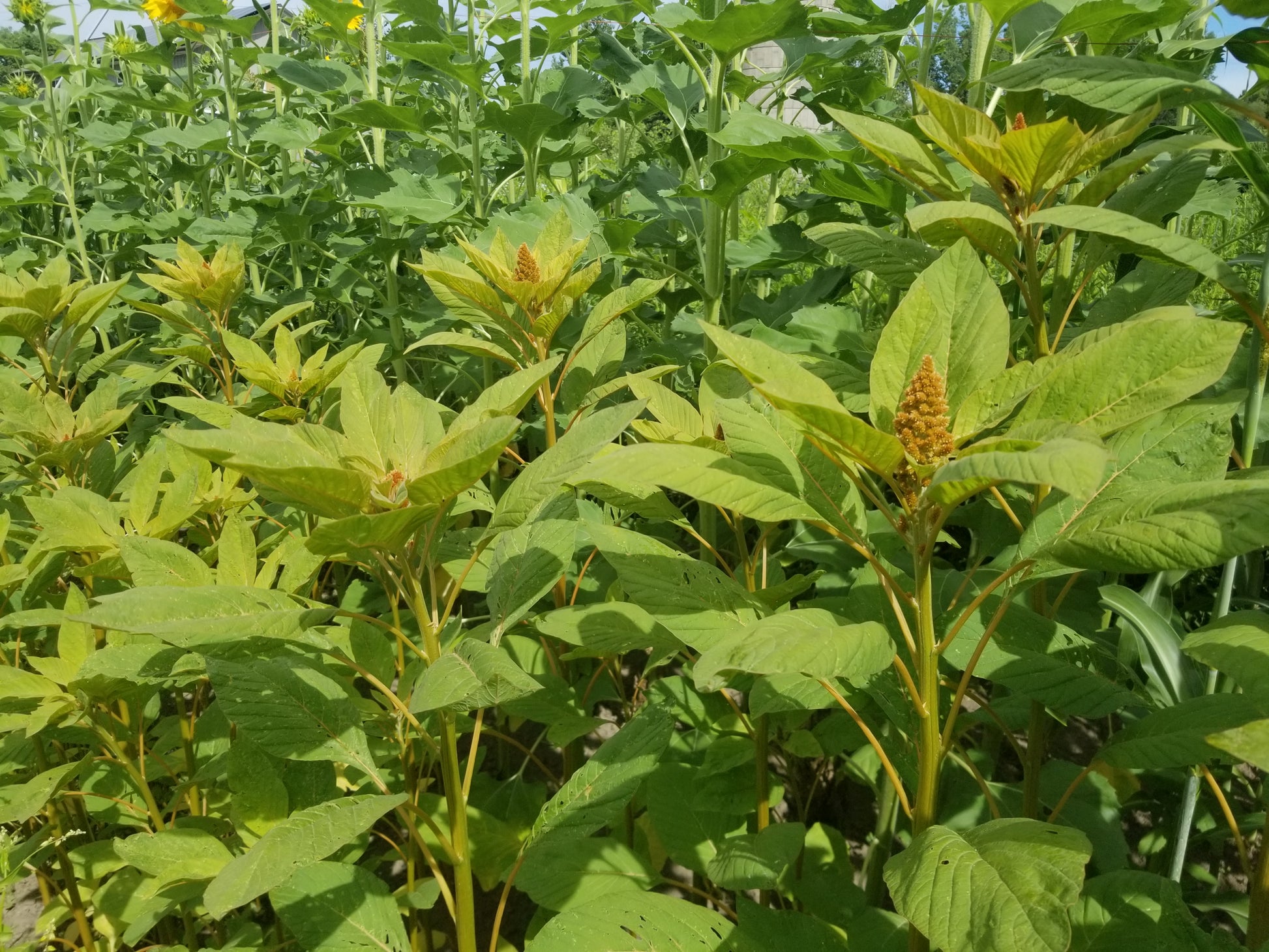 Patch of Hot Biscuits Amaranth