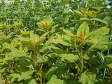 Patch of Hot Biscuits Amaranth