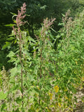 Late summer Quinoa flowers blossoms purple forming seed heads