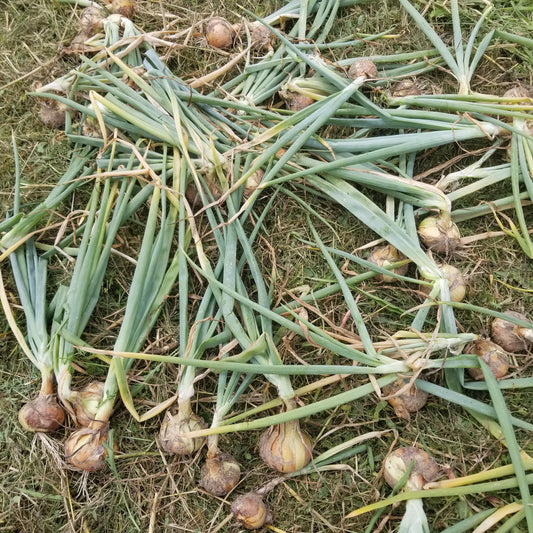 Stuttgart Onion as Dug