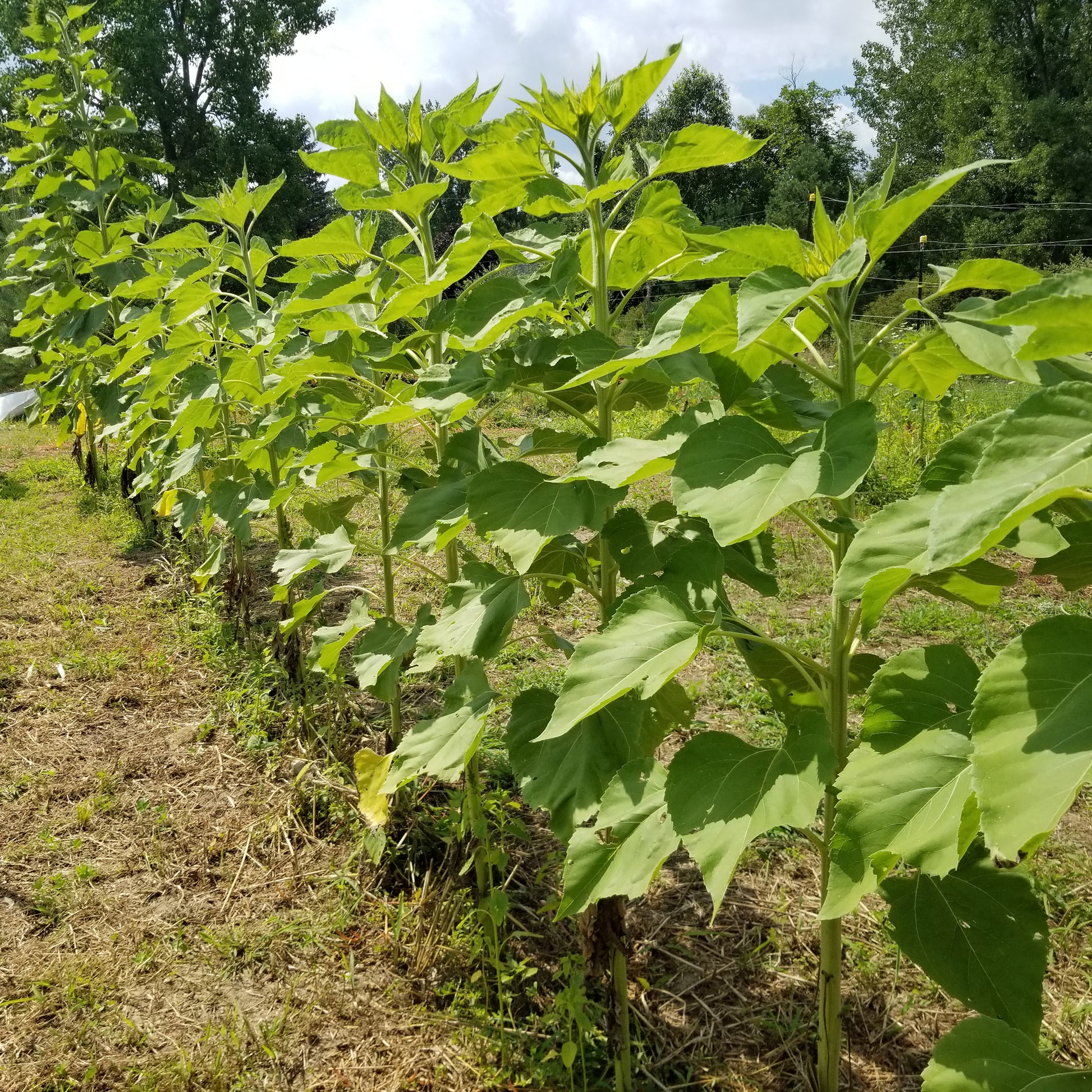 Homestead Sunflowers just before the heads open