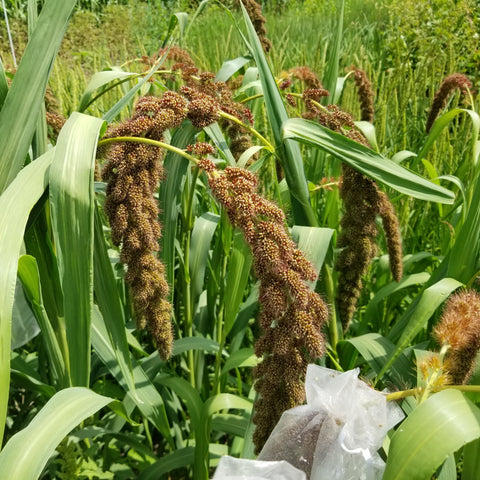 Limelight Millet seed heads