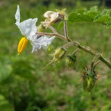 Litchi Tomato Garden Berry with flower and early fruit