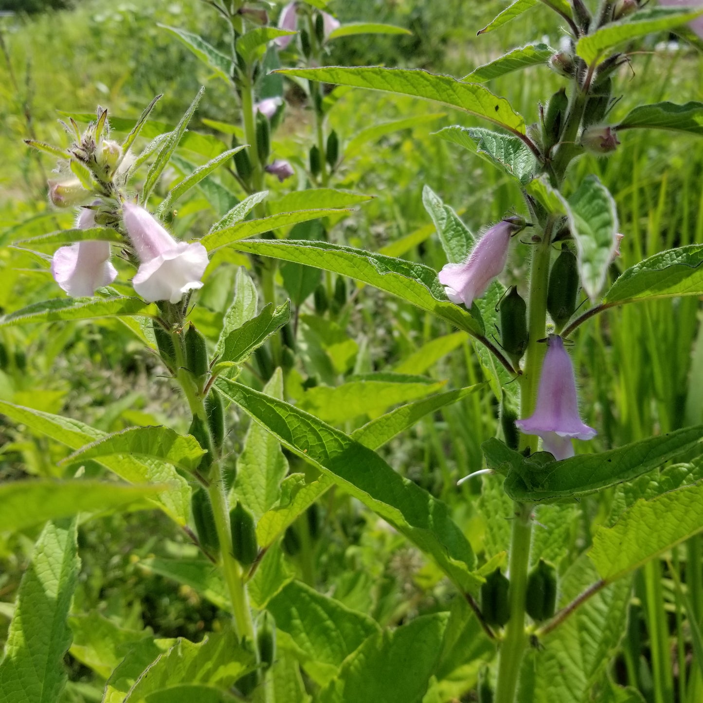 Mixed Sesame in bloom with bell shaped light purple flowers
