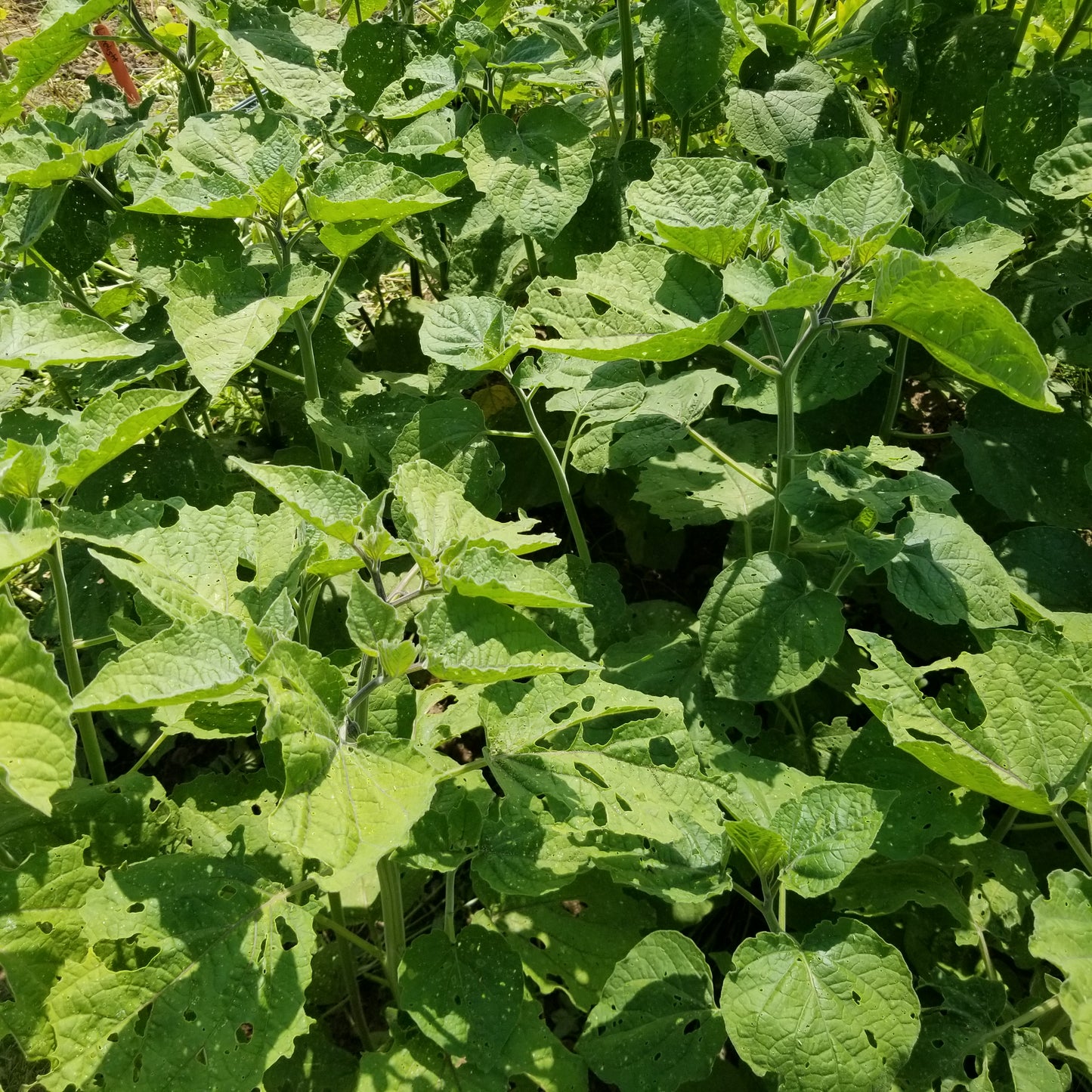 Ground cherry plants - Madison Farmers Market variety