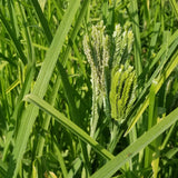 Dragon's Claw Millet (heads in formation)