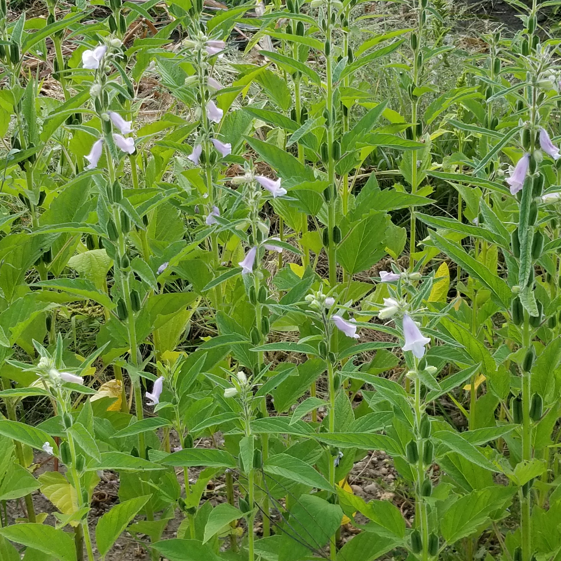Mixed Sesame beginning to form seed pods