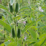 Mixed Sesame beginning to form seed pods