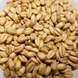 Threshed soft red winter Fulcaster Wheat berries ready for whole grain enjoyment, milling, or planting