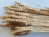 Bundle of Red Clawson Wheat Stalks