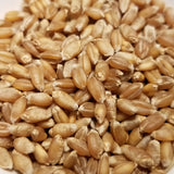 Red May Wheat