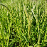 Nigrescens Upland Rice - grain panicles starting to fill