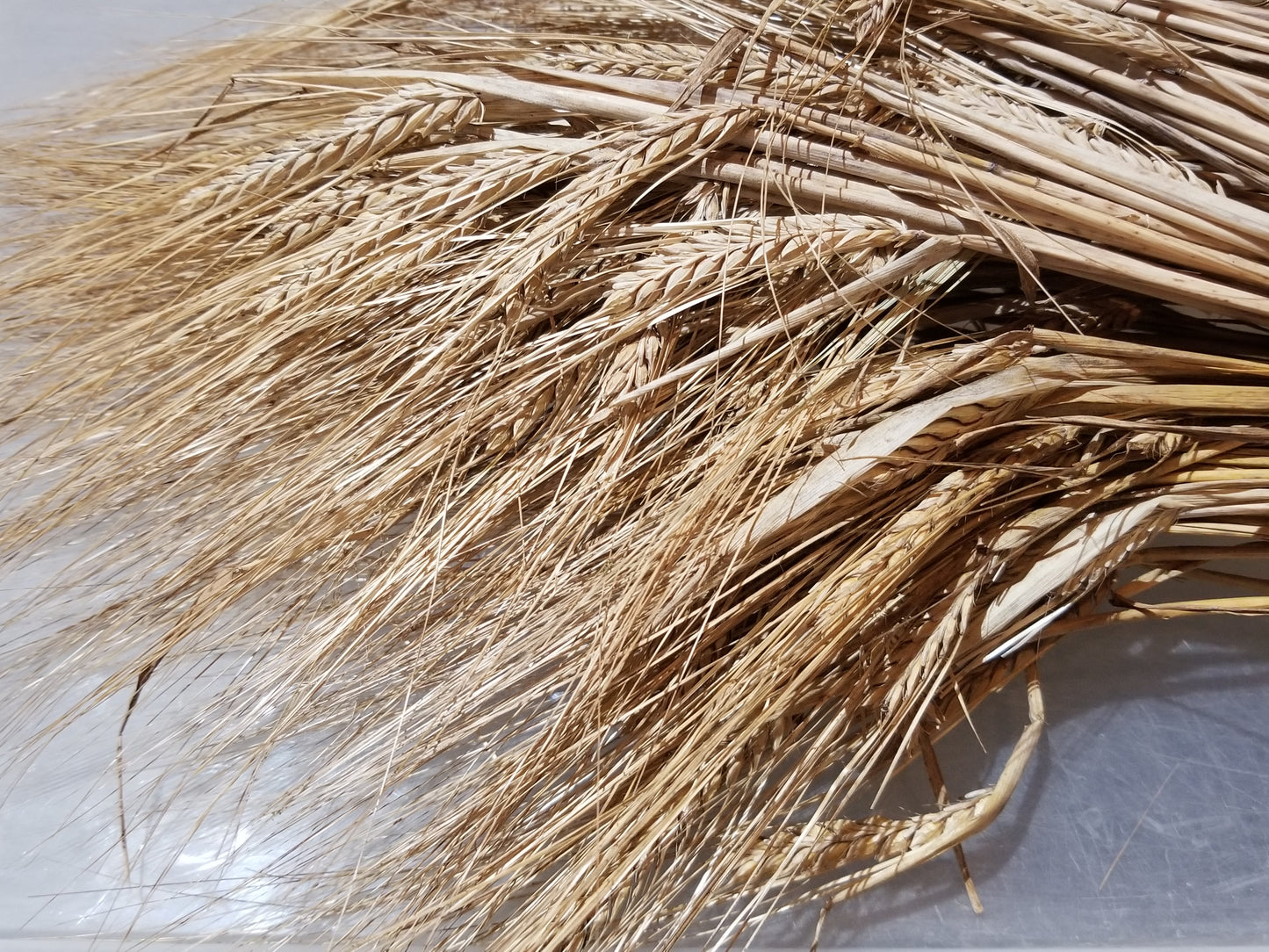 Fall Planted Sardinian Barley (bundle of grain)