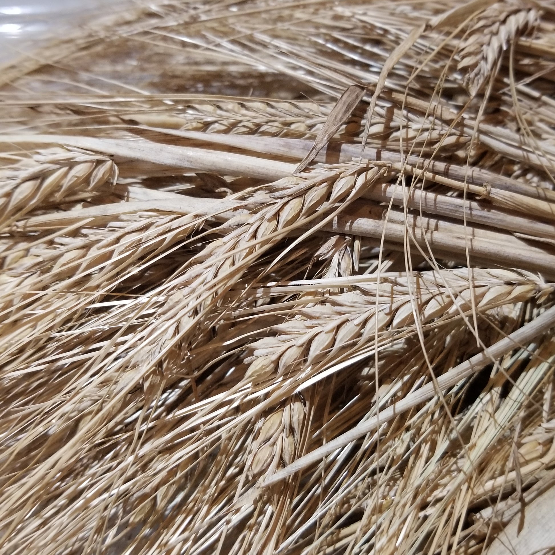 Fall Planted Sardinian Barley (close up of heads)