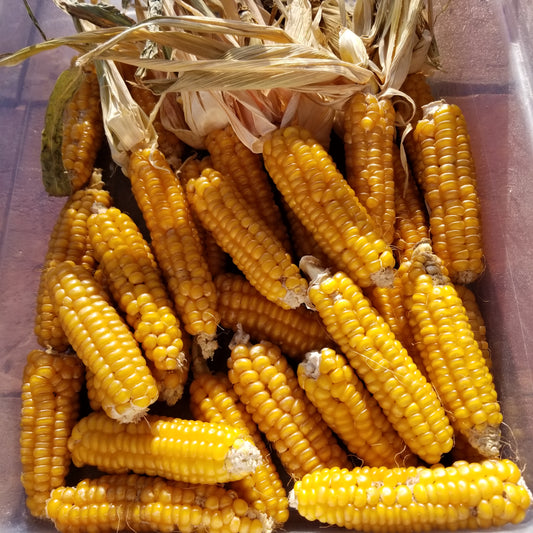 Gaspe' Flint Corn best ears of 2020