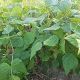 A block of Tanya's Pink Pod bean plants