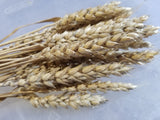 Maris Wigeon Wheat (bundle of heads)