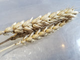 Maris Wigeon Wheat (heads)