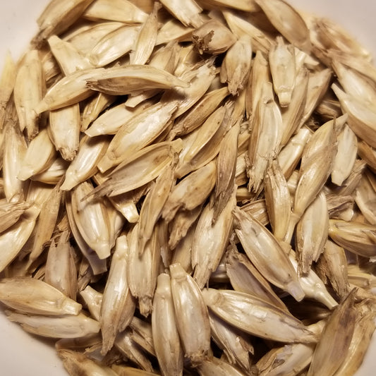Threshed Alaskan Fall Spelt (Einkorn) kernels in their hulls