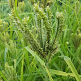 Dragon's Claw Millet are developing nice heads