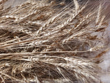 Solina Wheat (bundle)