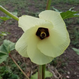 White Velvet Okra has a beautiful flower blossom