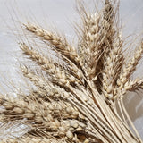 Kastická Osinatká Wheat (Kasticka) heads with large awns