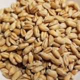 Kastická Osinatká Wheat (Kasticka) seeds