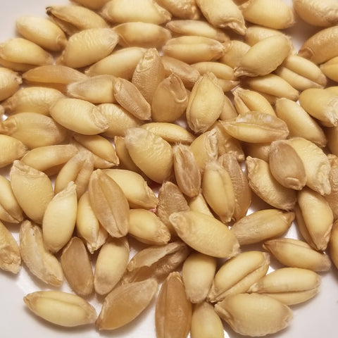 Plump hard white kernels of fall-planted 1782 Durum Landrace Wheat