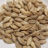 Threshed Eve Barley kernels ready for enjoyment as a whole grain, for milling, or for planting
