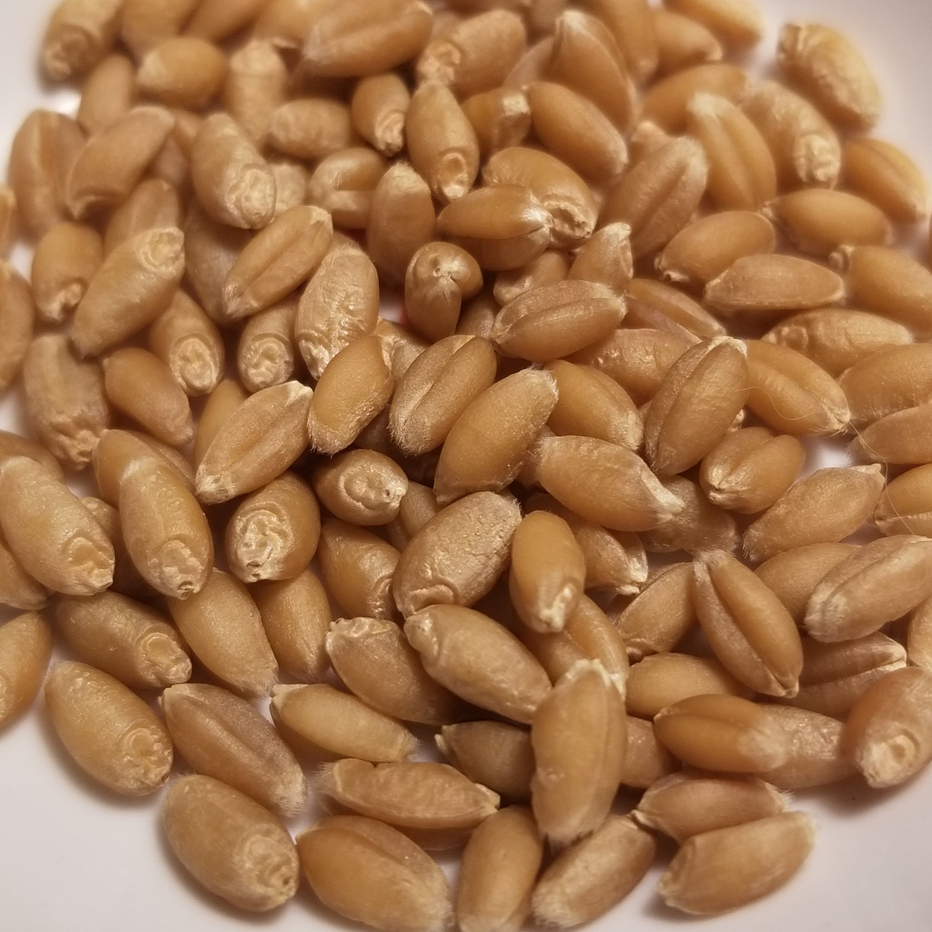 Fultz Wheat – Great Lakes Staple Seeds