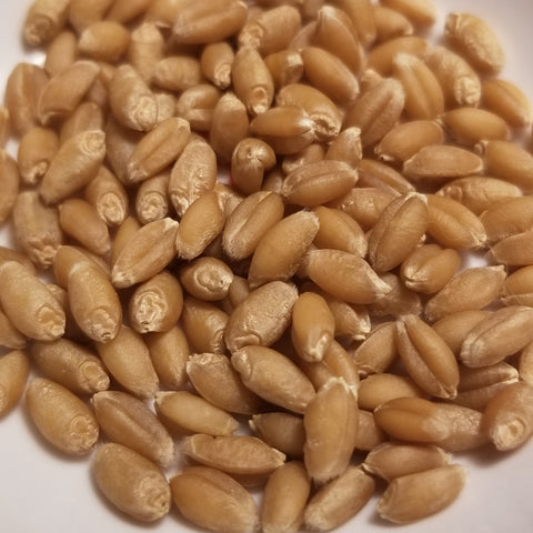 Fultz Wheat seeds