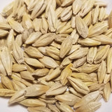 Threshed Callao Barley kernels - hulled and pleasingly plump