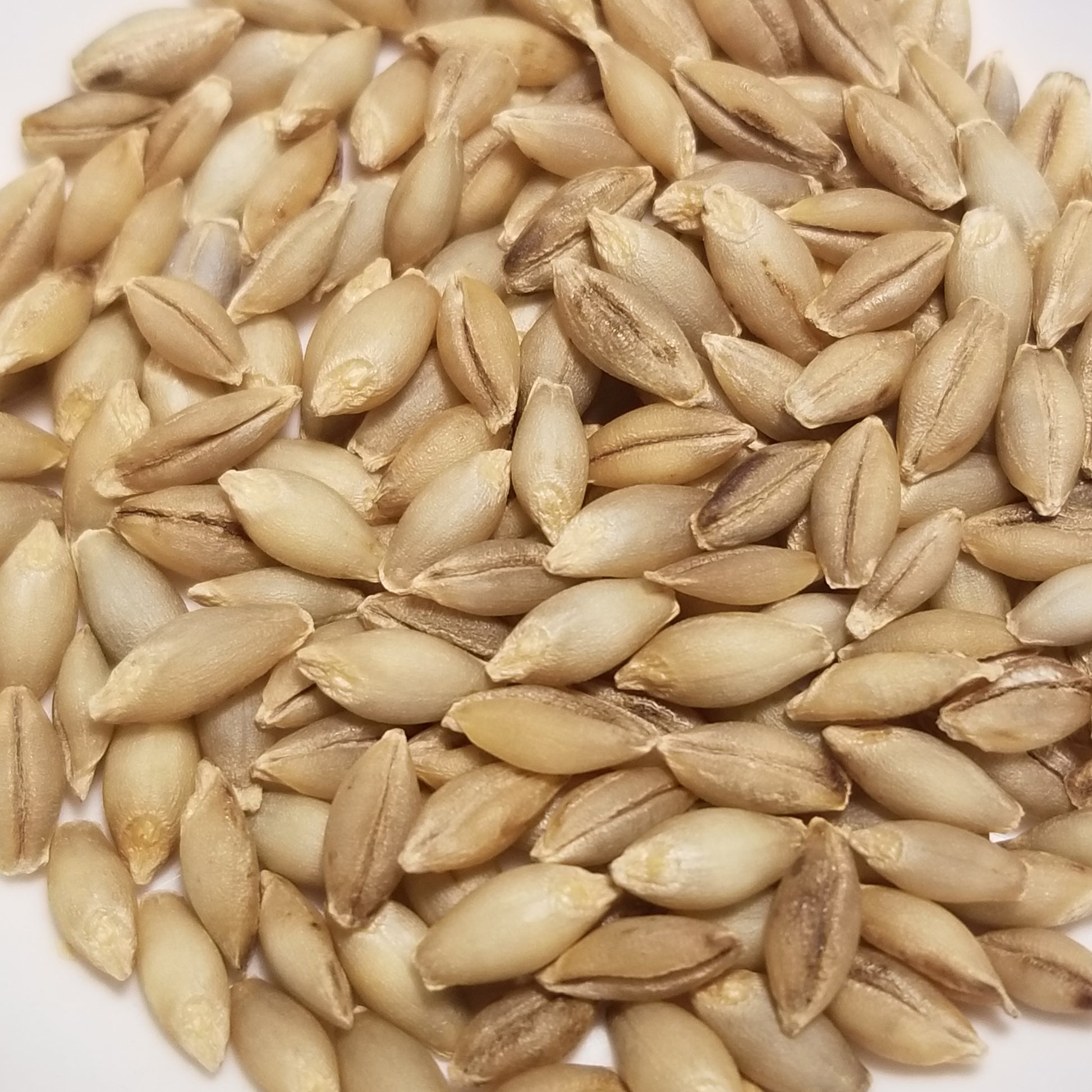 barley seed for planting Dan Barley – Great Lakes Staple Seeds