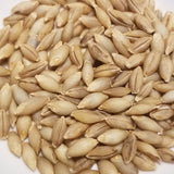 Gloriously plump and HULL-LESS Dan Barley kernals ready for whole-grain enjoyment or planting or just running your fingers happily through hull-less barley kernels