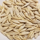 Pulawski 6 Row Barley seeds
