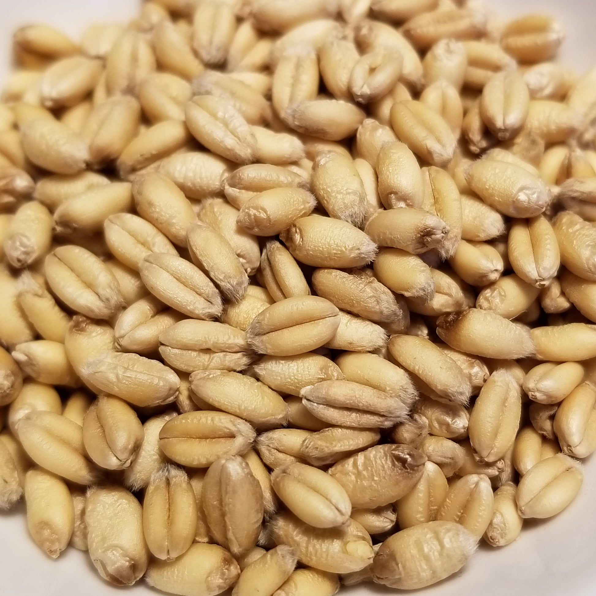 Plump soft white Saranac Wheat berries - an OSSI-Pledged variety