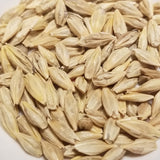 Schuyler Barley seeds