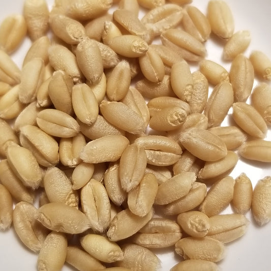 Plump soft white Augusta Wheat kernels, threshed and ready for milling