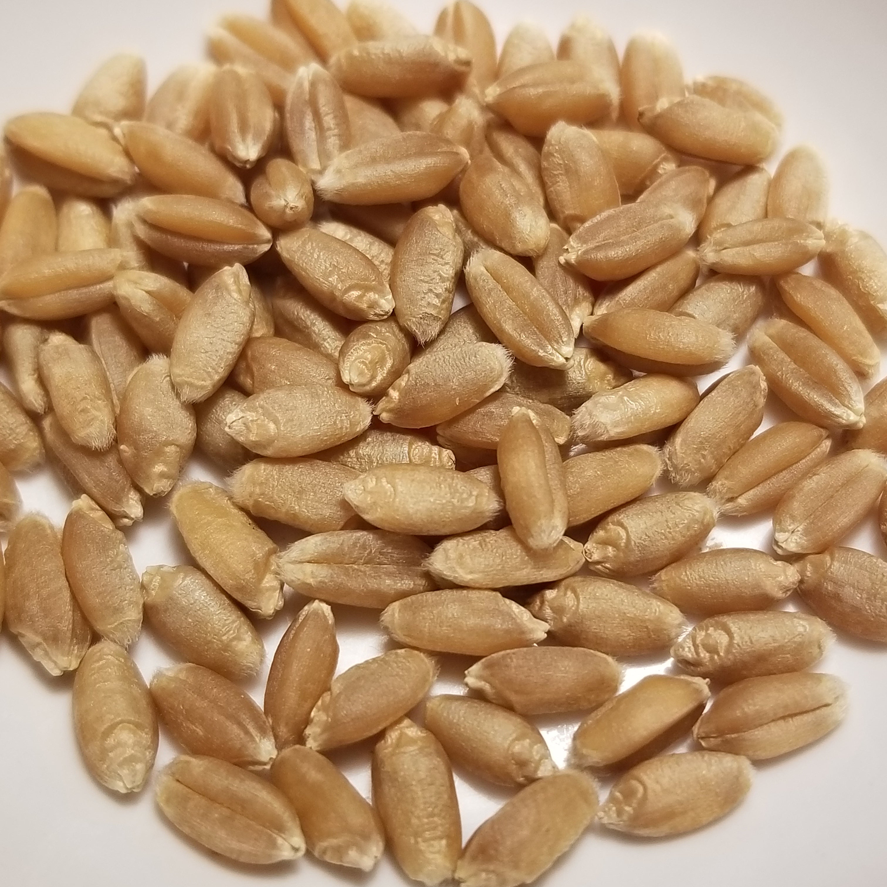 Wheat Rocks Baldrock Wheat – Great Lakes Staple Seeds