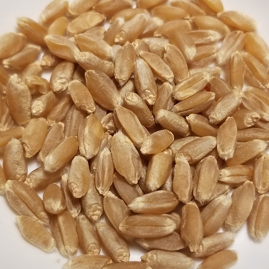 Threshed soft red winter Blackhawk Wheat kernels ready for planting or milling