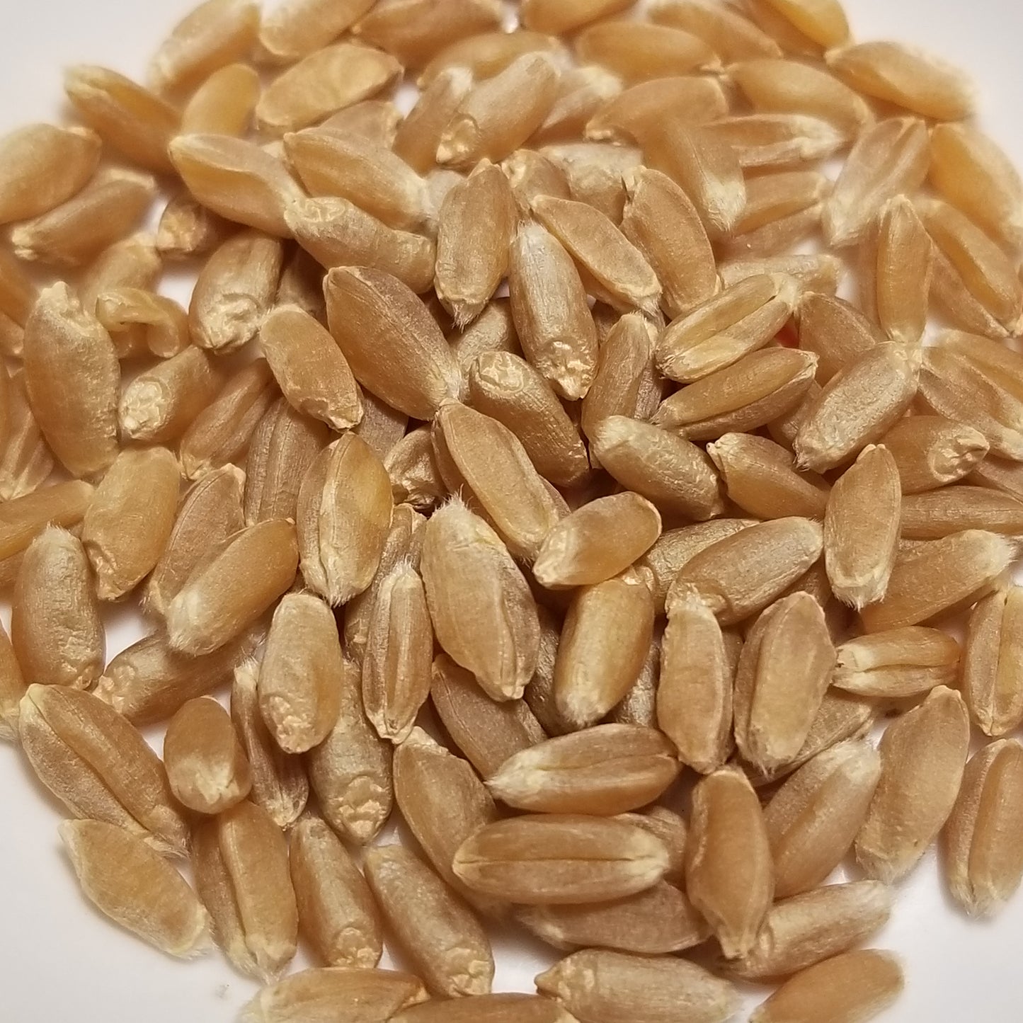 Threshed soft red winter Blackhawk Wheat kernels ready for planting or milling