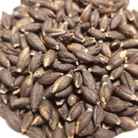 Magnificent plump Burbank Black Hull-less Barley kernels threshed and ready for planting, milling or enjoying whole