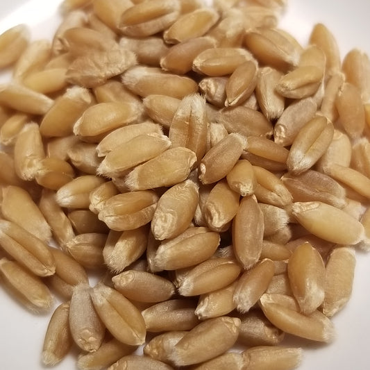 Plump recently threshed hard red Marmin Wheat berries ready for milling, whole-grain enjoyment or planting