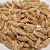 Soft red winter wheat kernels of the cultivar 'Nabob' threshed and ready for milling, whole-grain enjoyment, or planting