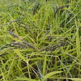 Nigrescens Upland Rice with seeds ready for harvest
