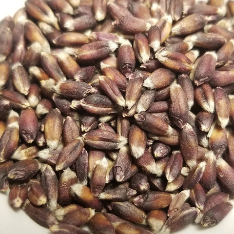 Cervena Winter Wheat seeds