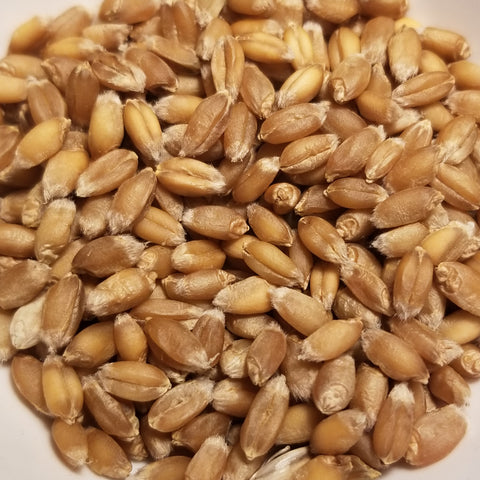 Threshed Georgian Winter Bread Wheat kernels ready for milling, for whole grain enjoyment, or for planting